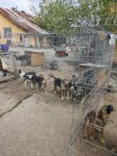 puppies homes