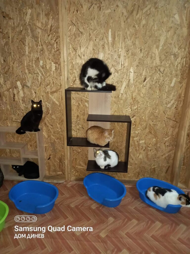 Outdoor Cats Enclosures
