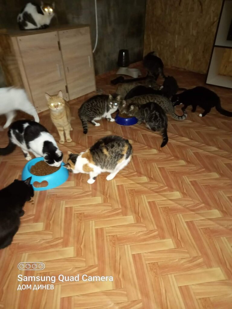Outdoor Cats Enclosures