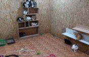 Outdoor Cats Enclosures