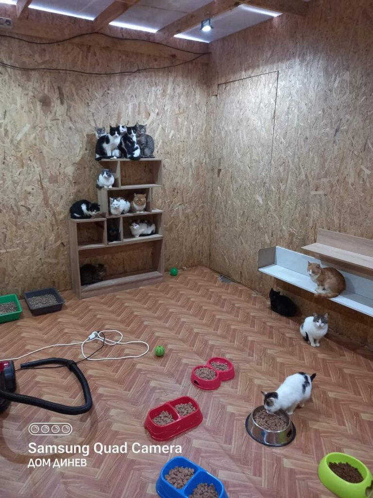 Outdoor Cats Enclosures
