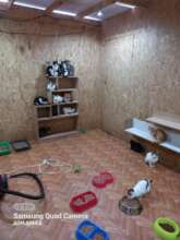 Outdoor Cats Enclosures