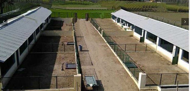 Livestock production-Goats, Chicken, rabbits