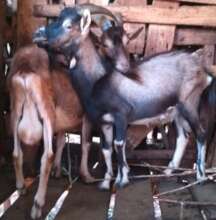 Toggenburg Dairy goat