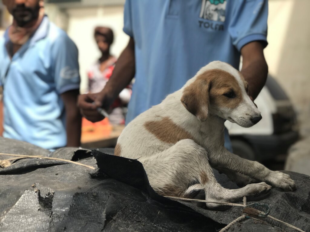 New Rescue Vehicle to Save Street Animals