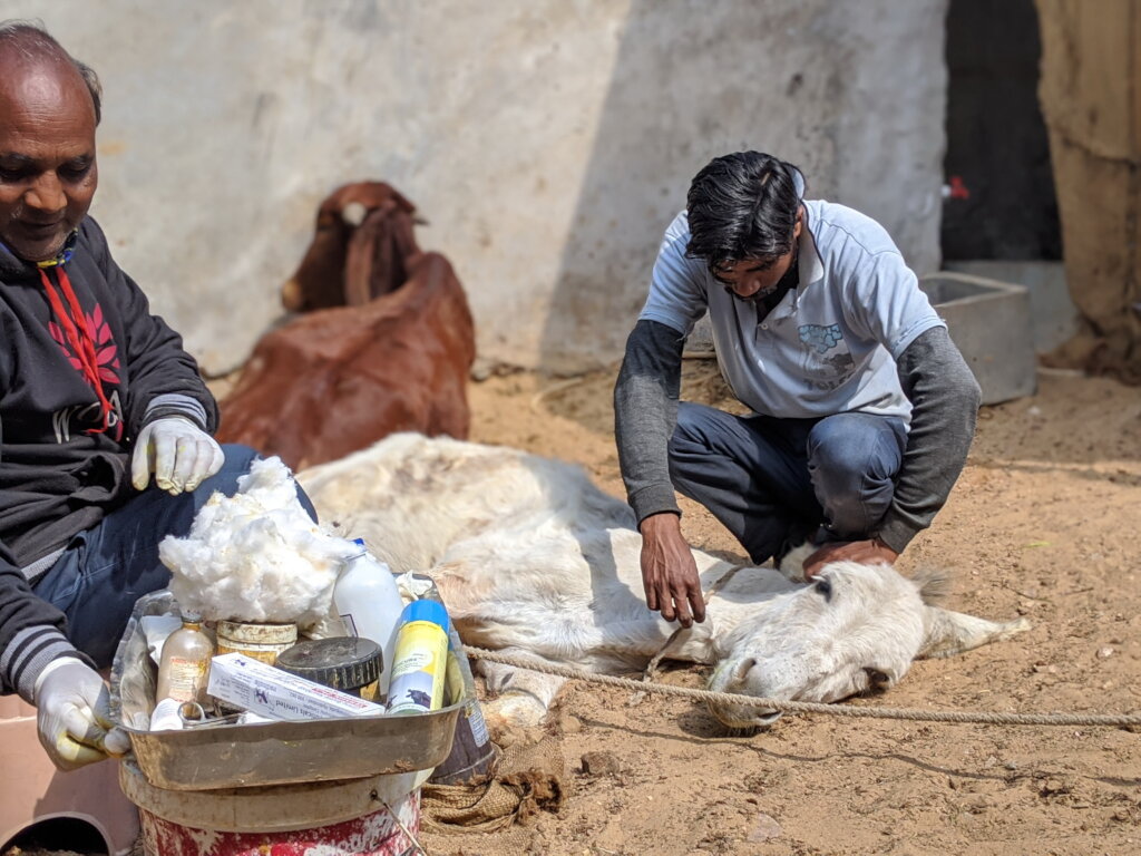 New Rescue Vehicle to Save Street Animals