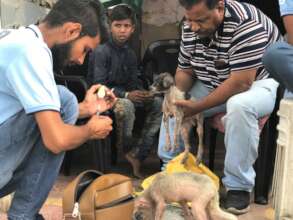 Vaccines for street puppies