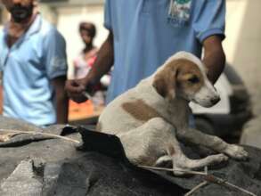 A puppy attended by our rescue team