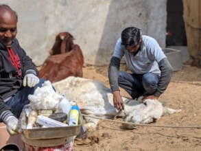 At hospital treating a rescued donkey