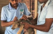 New Rescue Vehicle to Save Street Animals