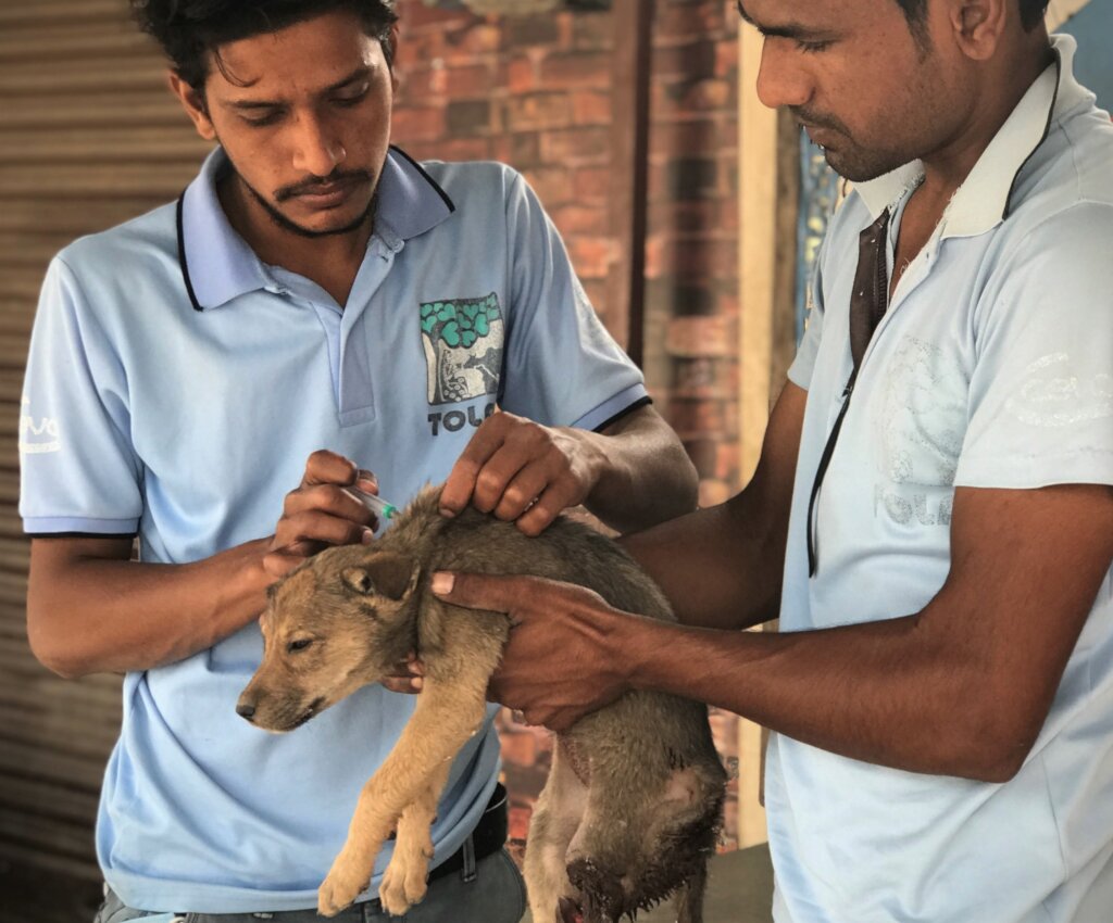 New Rescue Vehicle to Save Street Animals