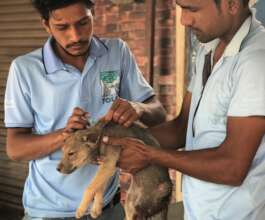 New Rescue Vehicle to Save Street Animals