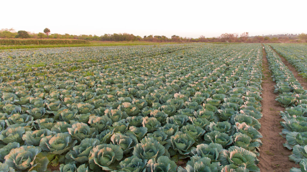 Empower 500 women farmers in Mozambique