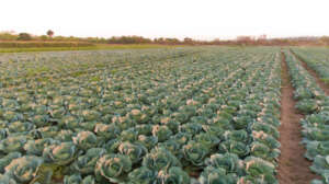 Cynthia Benade's cabbage production