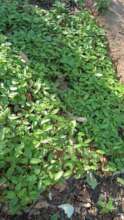 Tree nursery in the early stage