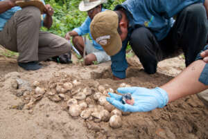 Rangers carefully monitoring turtle nest success