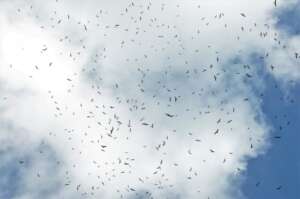 Migratoring raptors during the hawk watch count