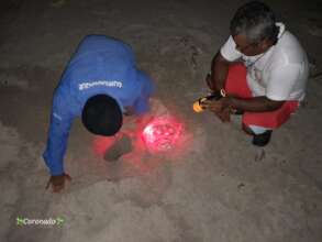 Sea turtle monitoring