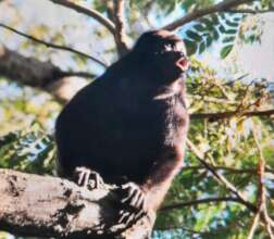 Howler monkey calling during our forest patrols