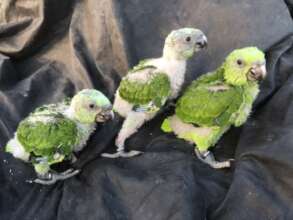 Three baby parrots get a health check
