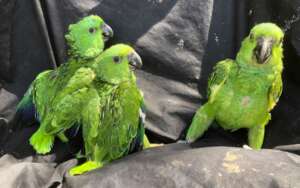 Monitoring baby yellow-naped Amazons