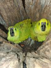 Baby parrots almost ready to fly