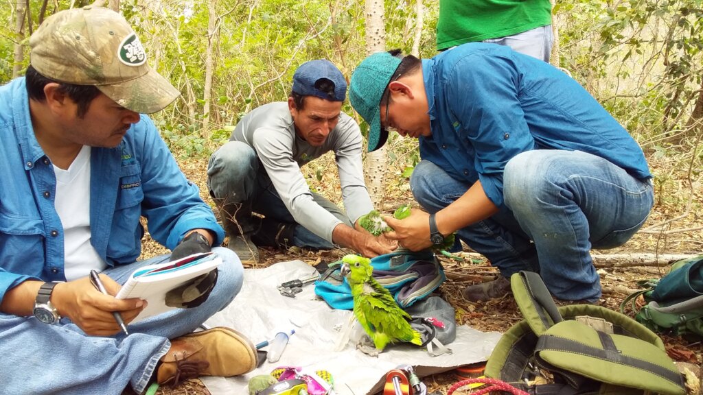 Safeguard habitat for wildlife in Central America!