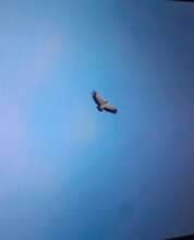 King vulture flying the Paso del Istmo, Nicaragua