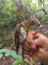 Swainson't Thrush at the bird-banding station