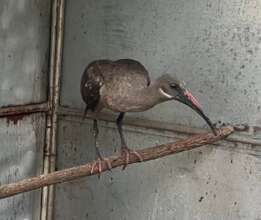 Hadeda Ibis
