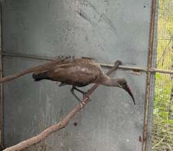 Hadeda Ibis