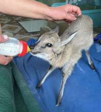 Baby Duiker
