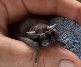 Mike, Angolan Free-Tailed Bat