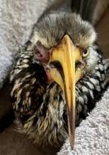 Yellow-Billed Hornbill