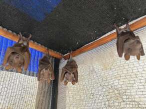 Epauletted Fruit Bats