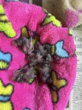 Blue Waxbill Nest