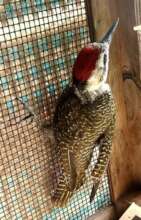 Bearded Woodpecker