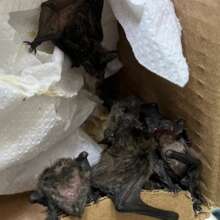 9 Cape Serotine Bat Pups