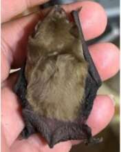 Schlieffen's Twilight Bat
