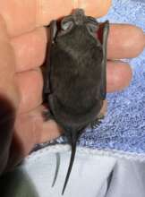 Free-Tailed Bat