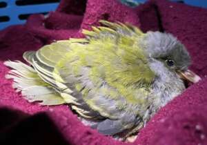 Green Pigeon