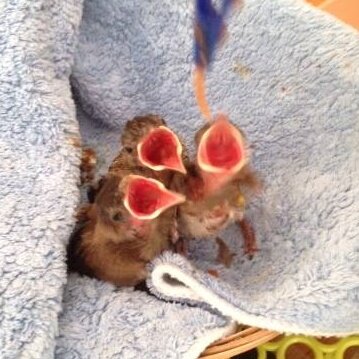 Help Feed Sick and Injured Wildlife