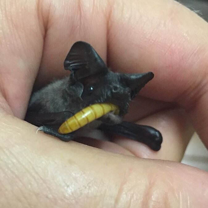 Help Feed Sick and Injured Wildlife