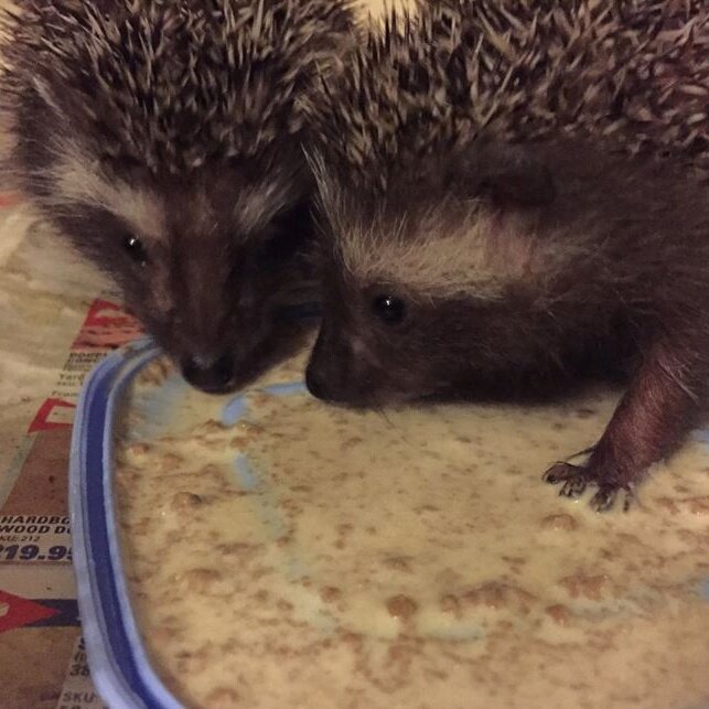 Help Feed Sick and Injured Wildlife