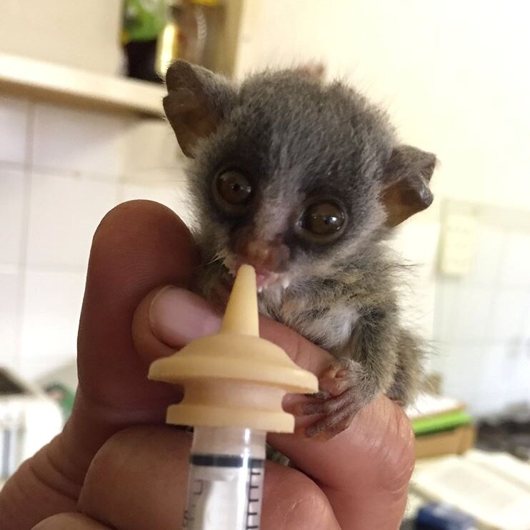 Help Feed Sick and Injured Wildlife