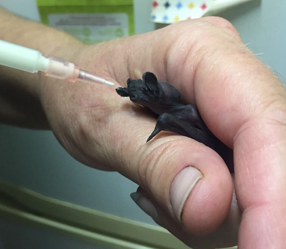 Help Feed Sick and Injured Wildlife