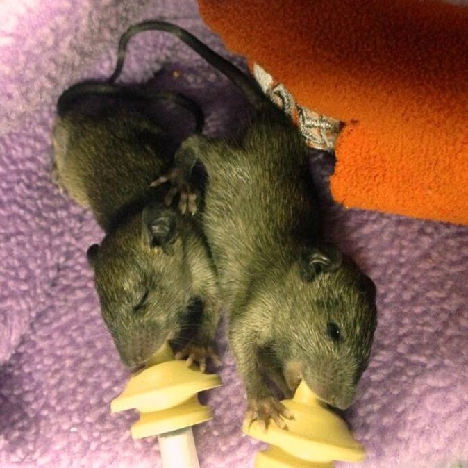 Help Feed Sick and Injured Wildlife