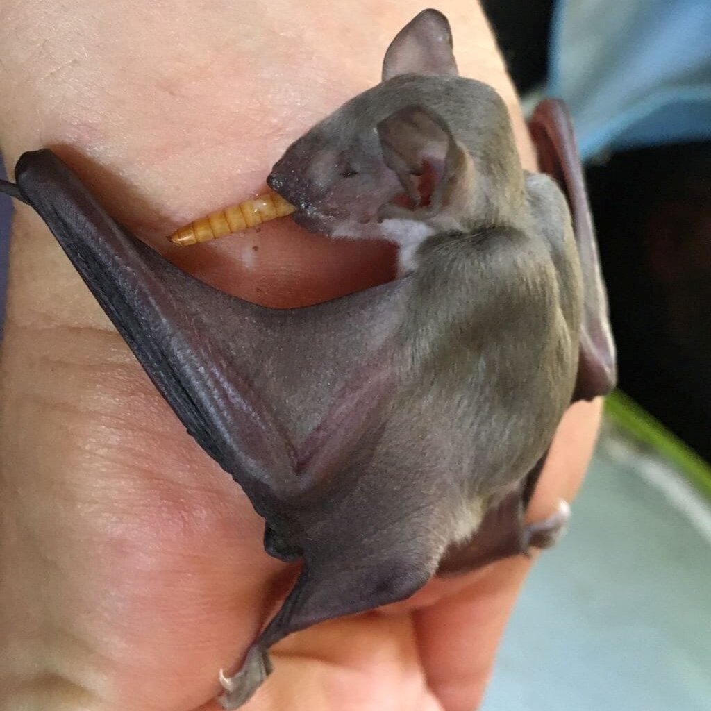 Help Feed Sick and Injured Wildlife