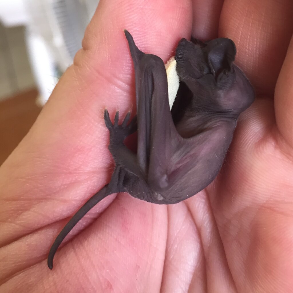 Help Feed Sick and Injured Wildlife