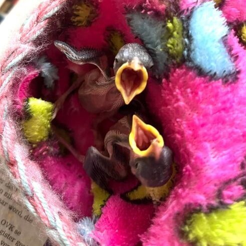 Help Feed Sick and Injured Wildlife